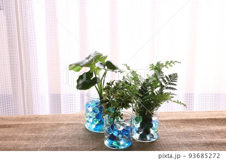 観葉植物 93685272