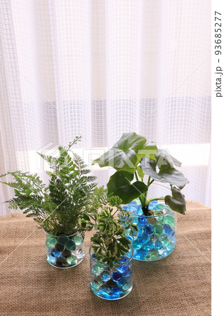 観葉植物 観葉植物 93685277