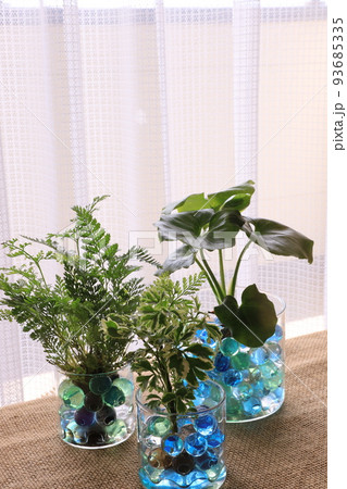 観葉植物 観葉植物 93685335