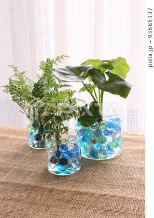 観葉植物 93685337