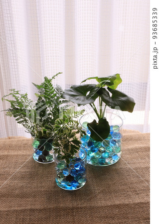 観葉植物 観葉植物 93685339