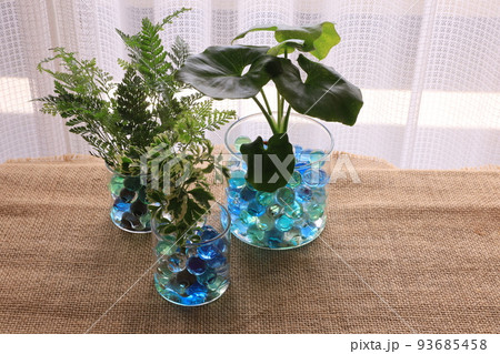 観葉植物 93685458