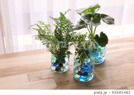 観葉植物 観葉植物 93685462