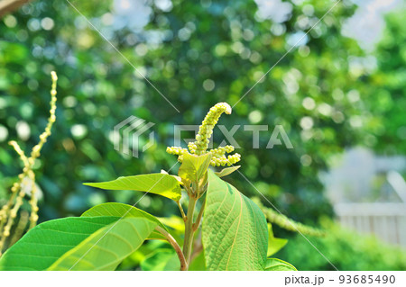 黄緑色のアカメガシワの蕾(夏、七月) 黄緑色のアカメガシワの蕾(夏、七月) 93685490