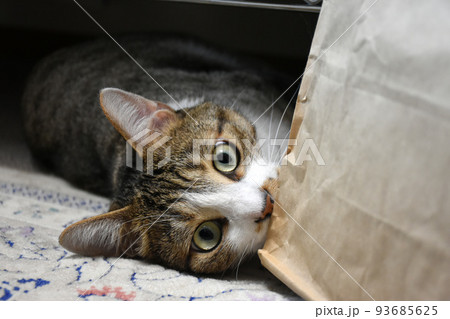 【保護猫】カーペットで横になり袋で遊ぶサバトラ猫 【保護猫】カーペットで横になり袋で遊ぶサバトラ猫 93685625