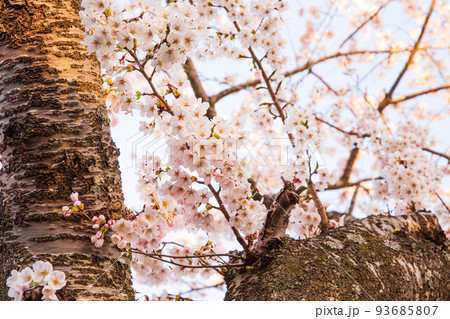 日本の風景（福島県の風景・磐梯山・猪苗代湖） 93685807