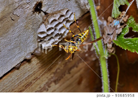 セグロアシナガバチ 昆虫 93685958