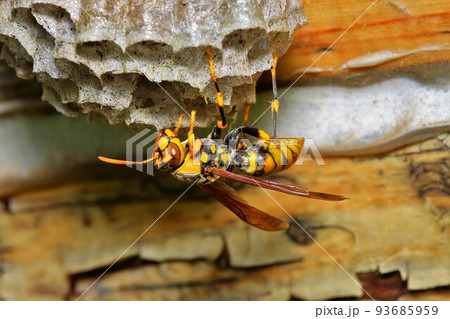セグロアシナガバチ 昆虫 93685959