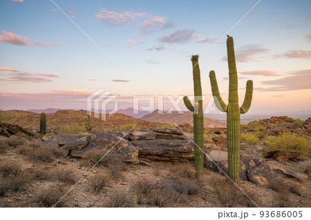 View of Phoenix with Saguaro cactus View of Phoenix with Saguaro cactus 93686005