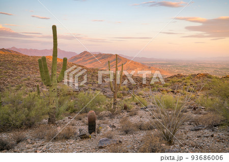 View of Phoenix with  Saguaro cactus 93686006