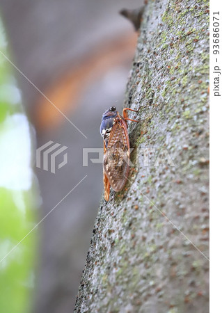 アブラゼミのクローズアップ　 93686071