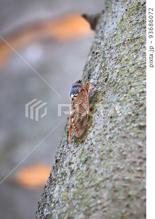 アブラゼミのクローズアップ　 93686072