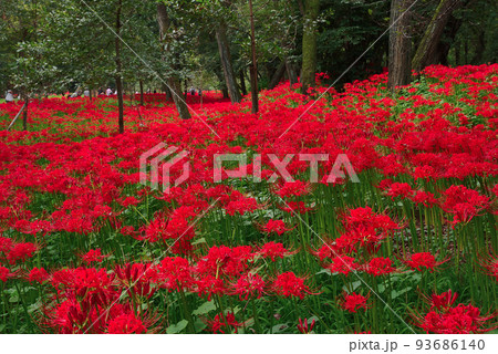 巾着田曼珠沙華公園【埼玉県日高市】 93686140