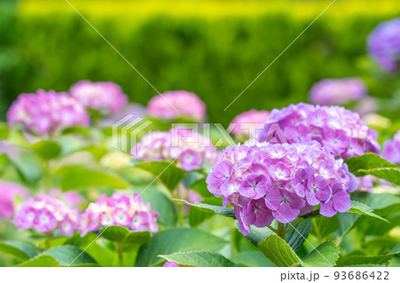 三重県津市　赤紫色の紫陽花が咲くかざはやの里 93686422