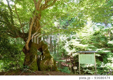 浜沢の大ケヤキ【山梨県上野原市秋山】 93686474