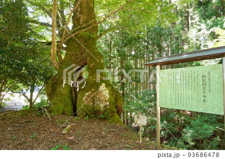 浜沢の大ケヤキ【山梨県上野原市秋山】 93686478