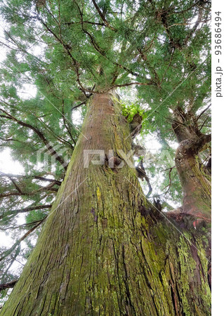 精進の大杉【富士河口湖町精進】 93686494