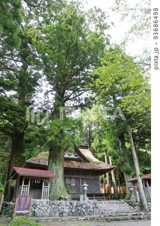 諏訪神社社殿と大杉【富士河口湖町精進】 諏訪神社社殿と大杉【富士河口湖町精進】 93686498