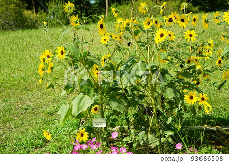 向日葵（サンフィニティ） 93686508