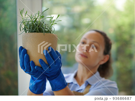 Selective focus on beige ceramic pot with rosemary, in the hands in blue rubber gloves of a blurred woman, a florist caring for indoor plants examines it against a veranda overlooking a country garden Selective focus on beige ceramic pot with rosemary, in the hands in blue rubber gloves of a blurred woman, a florist caring for indoor plants examines it against a veranda overlooking a country garden 93686687