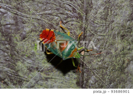 セアカツノカメムシ カメムシ 昆虫 セアカツノカメムシ カメムシ 昆虫 93686901