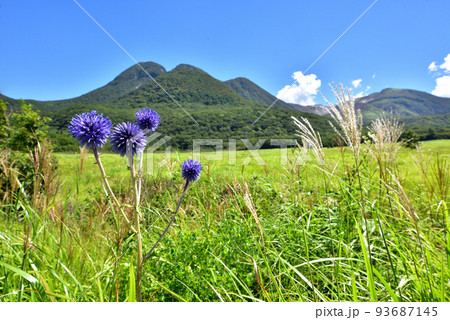 ヒゴタイ咲くくじゅう長者原タデ原湿原 タデ原湿原自然研究路 大分県九重町 ヒゴタイ咲くくじゅう長者原タデ原湿原 タデ原湿原自然研究路 大分県九重町 93687145