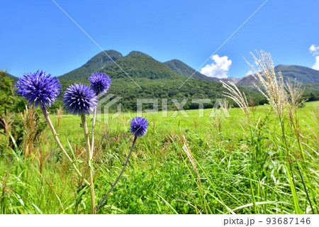 ヒゴタイ咲くくじゅう長者原タデ原湿原　タデ原湿原自然研究路　大分県九重町 93687146