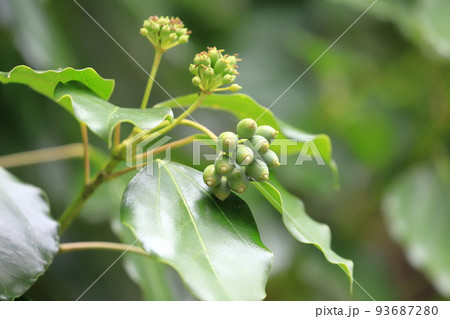 実をつけた隠蓑(カクレミノ) 実をつけた隠蓑(カクレミノ) 93687280