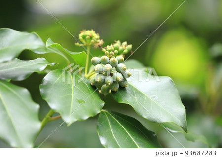 実をつけた隠蓑（カクレミノ） 93687283