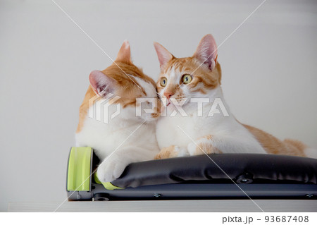 猫 93687408
