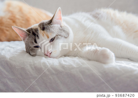 猫 猫 93687420