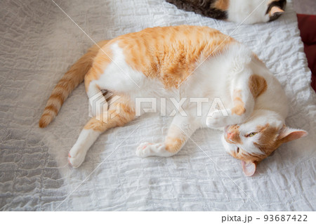 猫 93687422