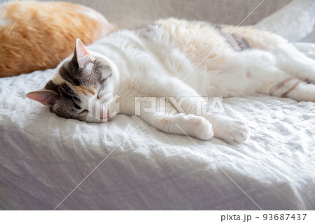 猫 93687437