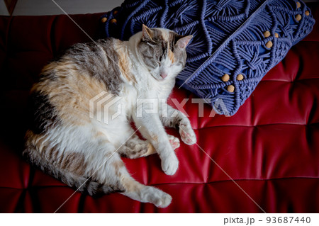 猫 93687440
