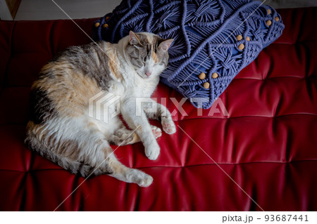 猫 93687441
