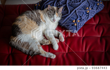 猫 猫 93687443