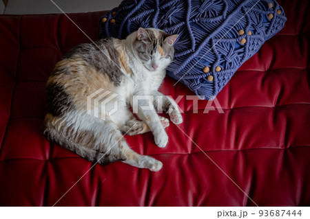 猫 93687444