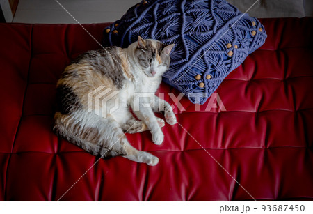 猫 猫 93687450