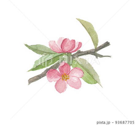 花梨の花 花梨の花 93687705