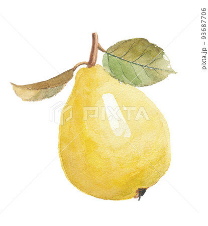 花梨　カリン 93687706