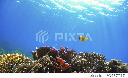 沖縄 阿嘉島のニシハマビーチ 水中撮影 沖縄 阿嘉島のニシハマビーチ 水中撮影 93687747