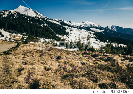 Purple flowers, snow-capped peak in the mountains on a background, spring 93687868
