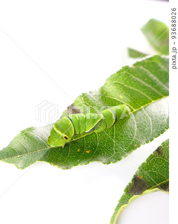 イモムシ 芋虫 幼虫 ナミアゲハ アゲハチョウ イモムシ 芋虫 幼虫 ナミアゲハ アゲハチョウ 93688026