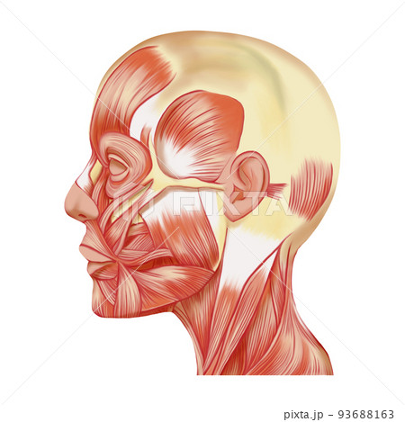線画なし厚塗りのリアルな表情筋の横顔イラスト　ラスター素材 93688163