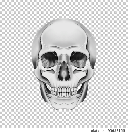 Front face of realistic skull without line drawing, thickly painted raster material 93688166
