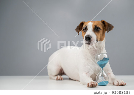 Jack Russell Terrier dog lies next to an hourglass on a gray background. 93688182