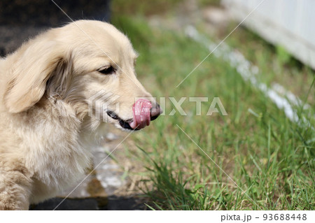 庭で散歩しているミニチュアダックス　クリームダックス 93688448