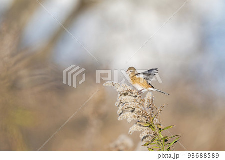 羽ばたくベニマシコ雌 93688589