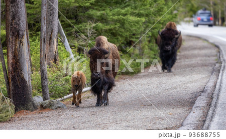 Bison with Calf walking by the road in American Landscape. Yellowstone National Park. Bison with Calf walking by the road in American Landscape. Yellowstone National Park. 93688755