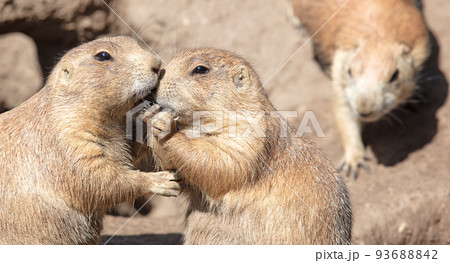 Pair of Prairie Dogs (Cynomys) exchanging loving effusions and appearing to be kissing Pair of Prairie Dogs (Cynomys) exchanging loving effusions and appearing to be kissing 93688842